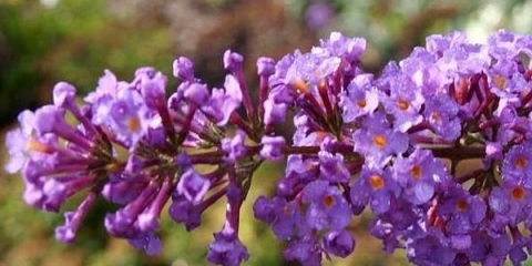 Buddleya david border beauty